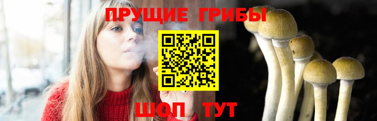 Гусь-Хрустальный  что такое   Вход с VPN  Галлюциногенные грибы Psilocybine cubensis 